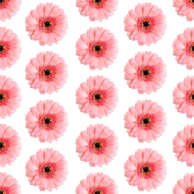 흰색 Germini 사진에 분홍색 거베라의 원활한 패턴 원활한 패턴으로 변환