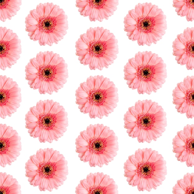 Seamless pattern of pink gerbera on a white Germini photo converted into a seamless pattern