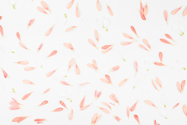 Seamless pattern of pink petals on white background