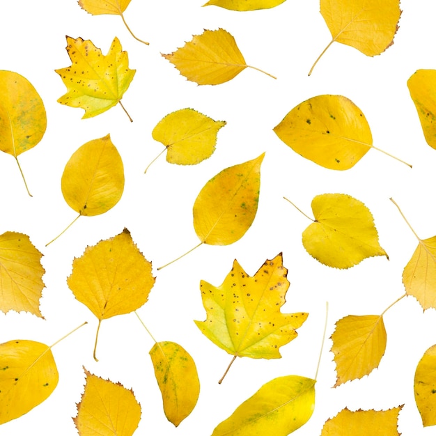 Photo seamless pattern of single isolated on a white background different autumn leaves yellow pattern