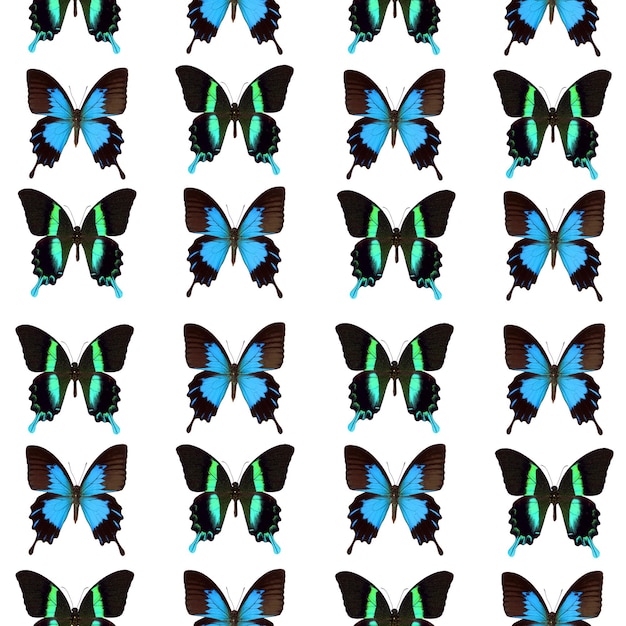 Seamless pattern tropical butterflies papilio blumei ulysses, blue green unusual  texture, pattern