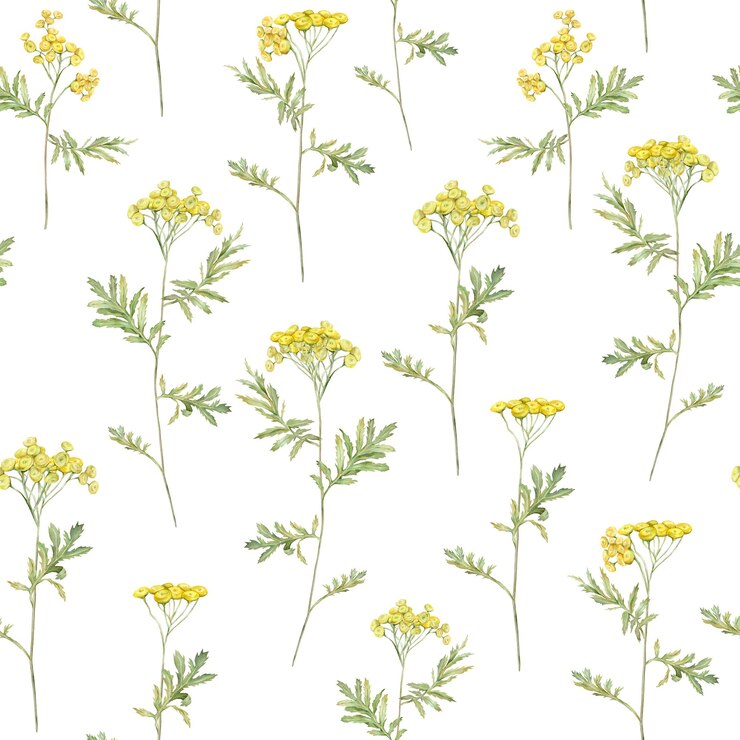 Photo アクアカラー   緑の花  黄色い野花 手描きのイラスト 隔離された背景  植物学的な薬用野花の壁紙  クリッパート