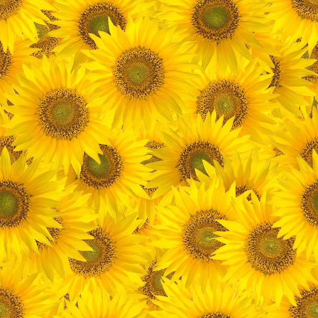 Seamless pattern with big bright sunflowers