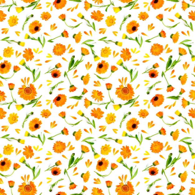 Seamless pattern with flowers calendula isolated on white background