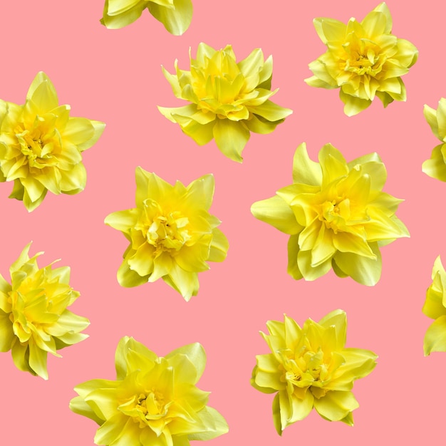 Seamless pattern with flowers of yellow daffodils on pink background