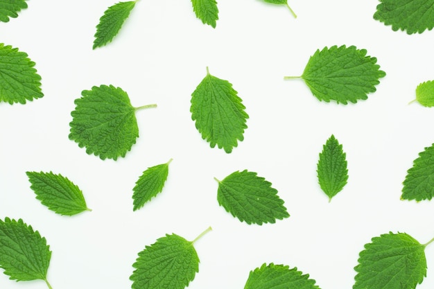 Modello senza cuciture con foglia fresca verde su sfondo bianco