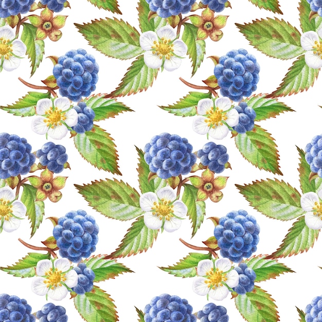 Seamless pattern with watercolor blackberries on white background Forest berries leaves and flower