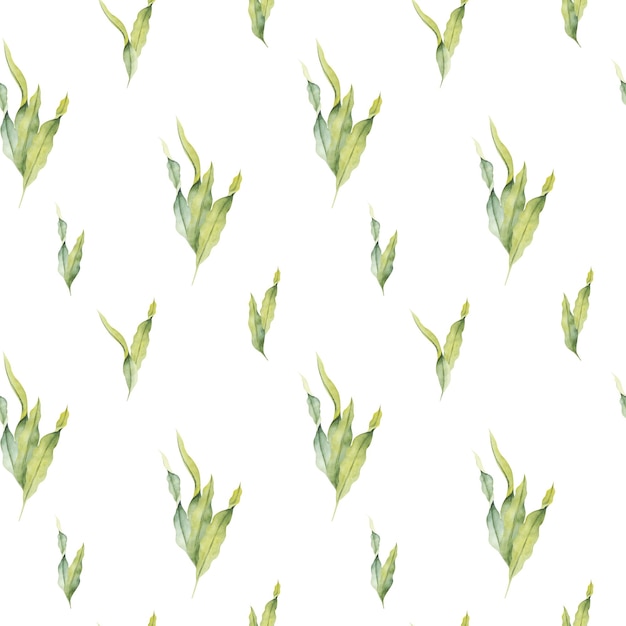 Seamless pattern with watercolor laminaria Hand painted underwater kelp floral illustration with algae leaves branch