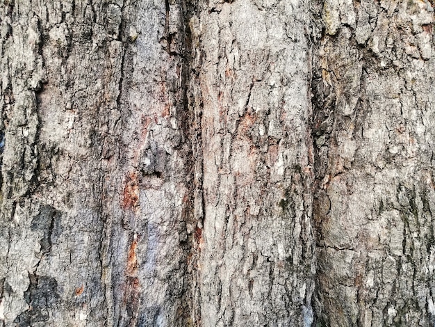 Foto sfondo di corteccia di albero senza soluzione di continuità