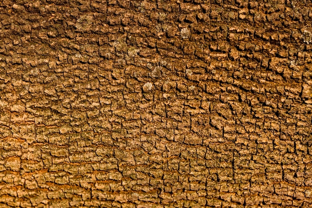 Foto disegno senza giunte di struttura della corteccia di albero