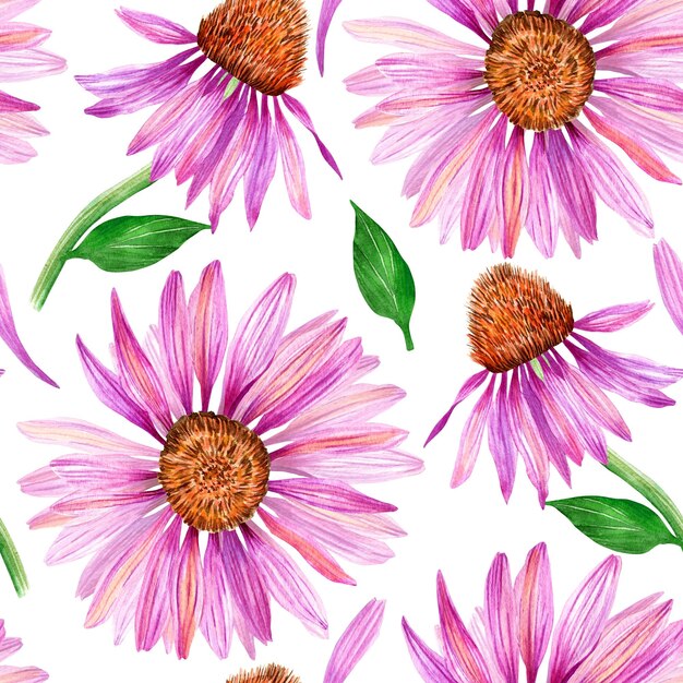 Seamless watercolor pattern Hand drawn echinacea flowers Botanical illustration