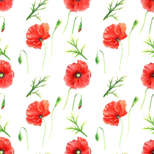 Seamlesss pattern with red wild poppies isolated on white background