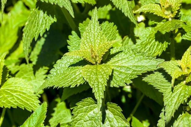 Searing green nettles in the summer, close up in nature