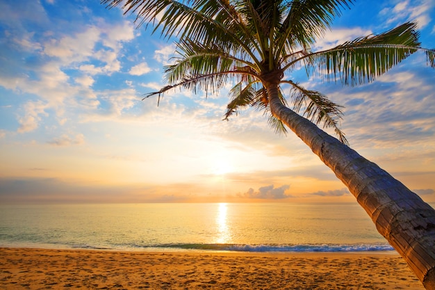 Seascape of beautiful tropical beach with palm tree at sunrise. 