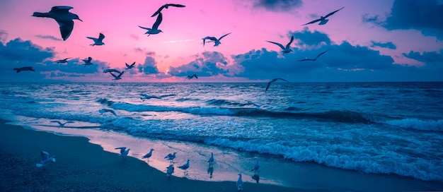 Seascape and seagulls on a sandy beach during sunset Nature landscape background Horizontal banner