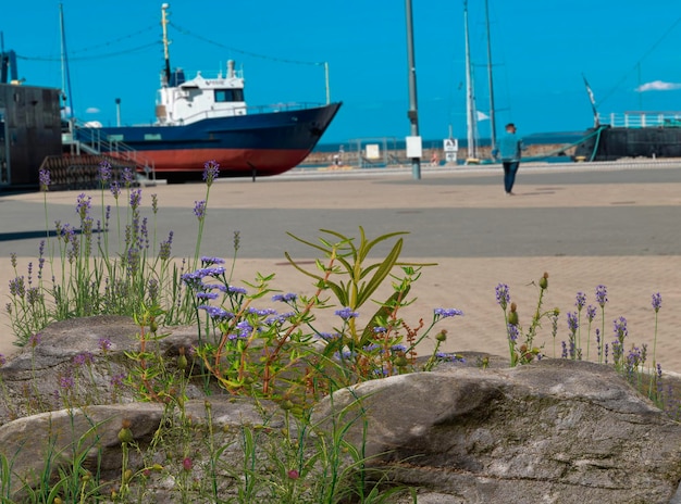 Seascape and wild flowers in port of tallinn estonian baltic sea