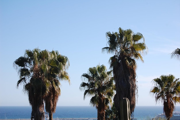 Seascape with Palm trees during day