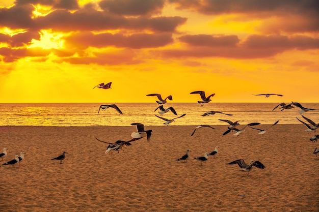 Seascape with seagulls on the sandy beach during a golden sunset