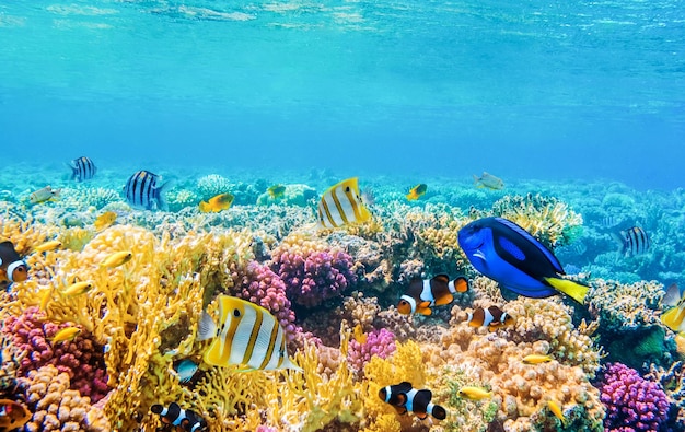 Photo seascape with tropical fish and coral reefs