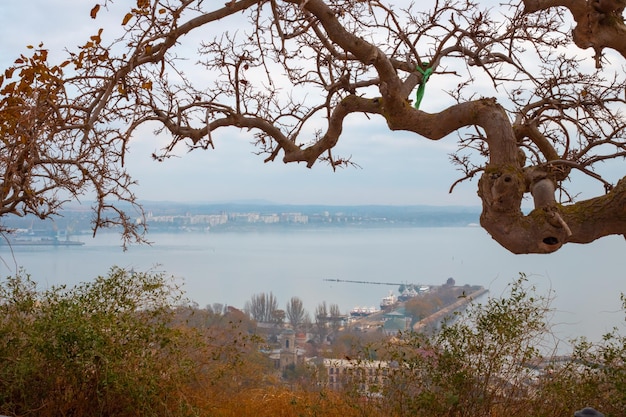 Seascape with a view of the city of Kerch, in autumn. A dry tree looms in the foreground.