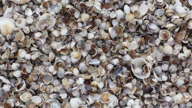 Photo seashell background, lots of different seashells piled together