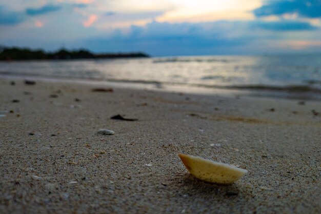 seashell on the beach in the evening Selective focus