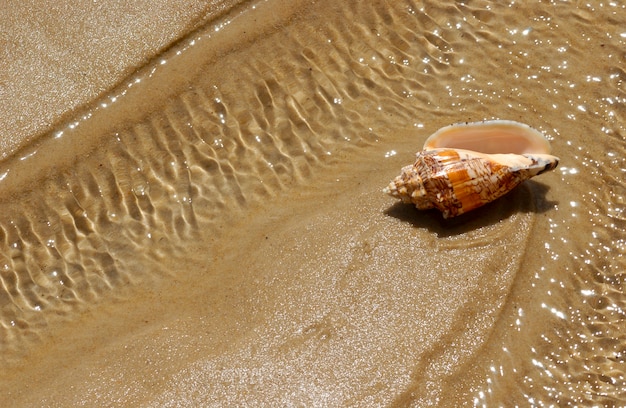 Conchiglia sulla sabbia della spiaggia come sfondo.