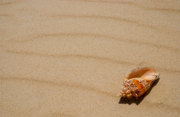 Морская ракушка на песке пляжа в качестве фона.