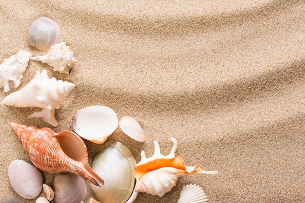 Seashell on the beach. Summer background with hot sand