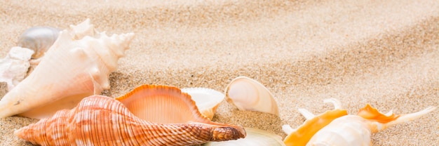 Conchiglia sulla spiaggia, banner estivo