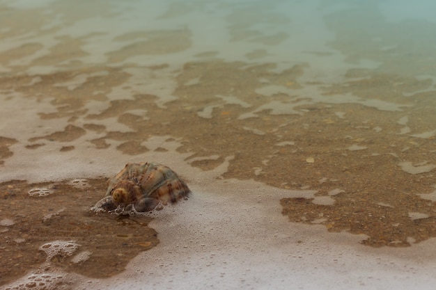 Seashell on the beach