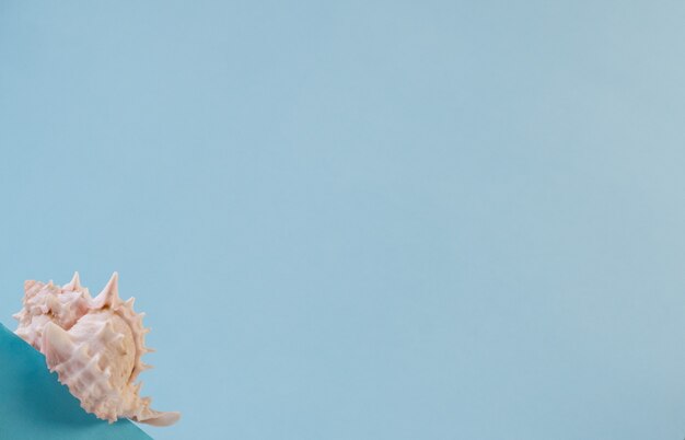 Photo seashell over a blue table isolated on light blue background