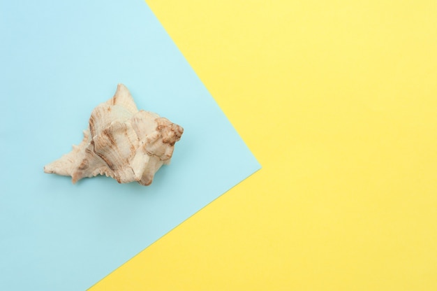 Seashell on a blue and yellow background. Place for text