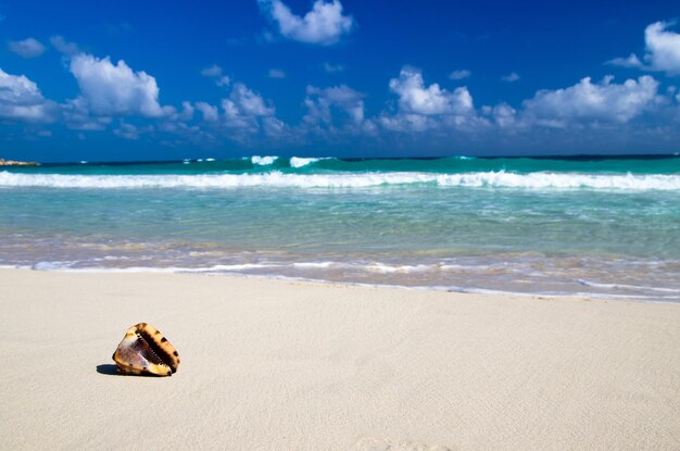 Photo seashell on the caribbean beach