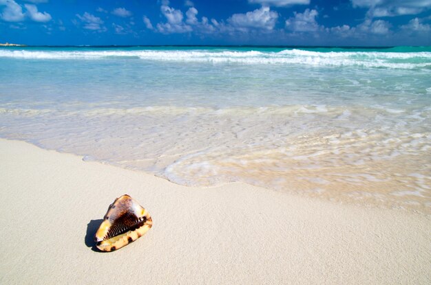 Seashell on the caribbean beach