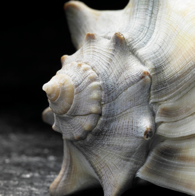 seashell closeup