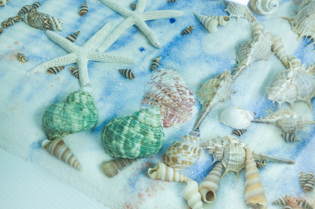 Seashell collection on placed on the sand background 