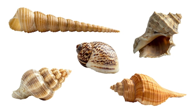 Seashell collection