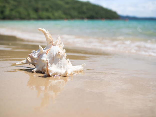 Seashell conch op wit zandstrand met wazig beeld van blauwe zee en blauwe hemel zon op dag achtergrond mooie bokeh kust water toeristische oceaan tropische voor reizen zomerseizoen vakantie