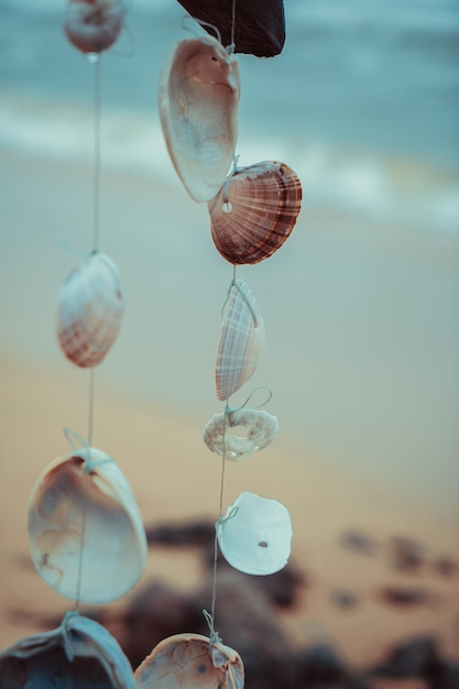 Seashell decoration by the sea