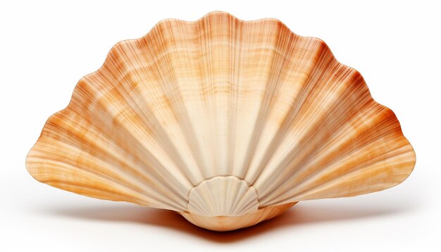 Foto seashell elevation front view