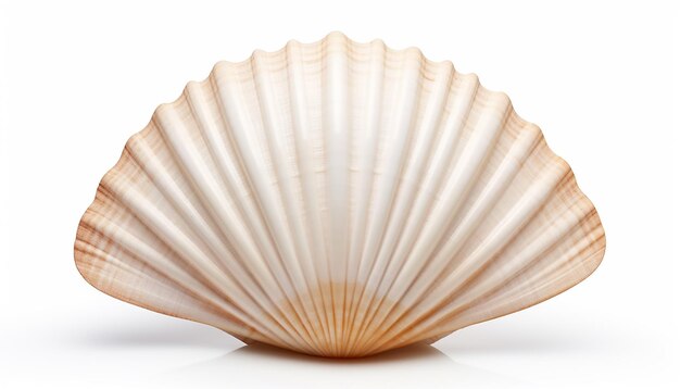 Photo seashell elevation front view