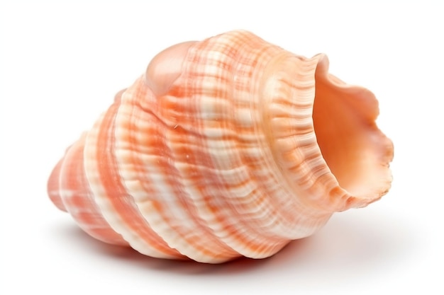 Seashell Isolated on White Background Generative AI