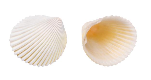 Seashell isolated on white background Seashell for you design