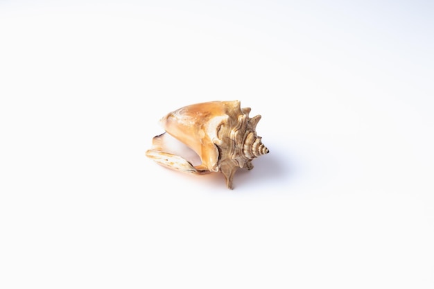 Seashell isolated on a white background