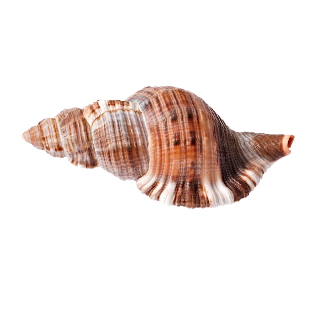 Seashell isolated on white background