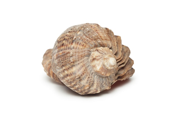 Seashell isolated on the white background