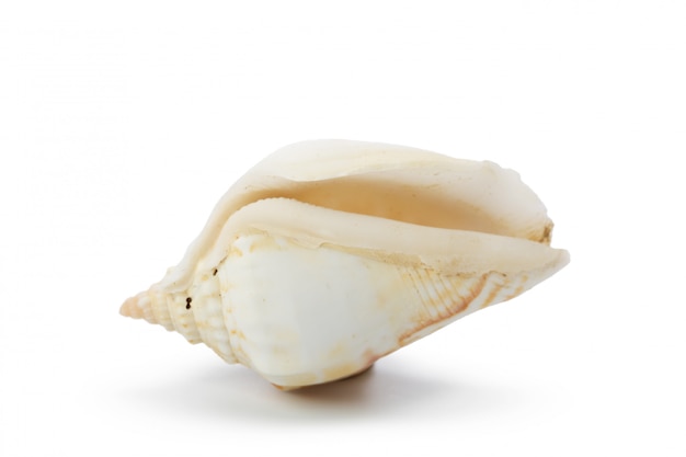 白い表面に分離された貝殻
