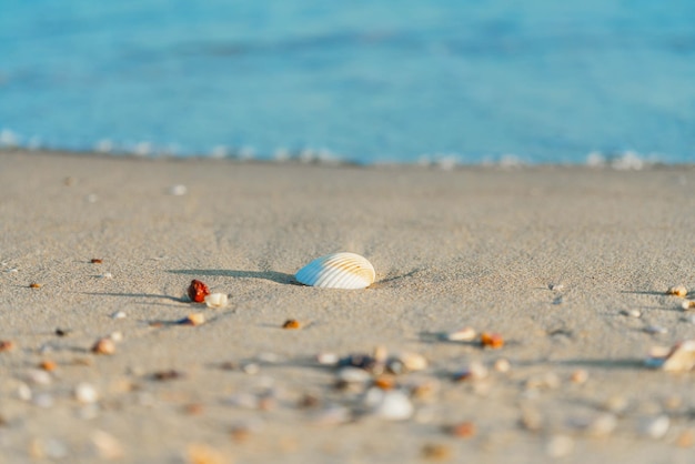 写真 スプラッシュと明るい青空と砂浜の貝殻