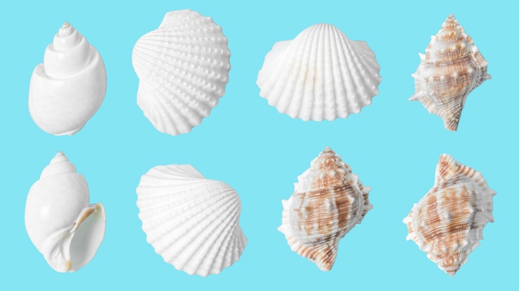 Photo seashell pattern on blue background